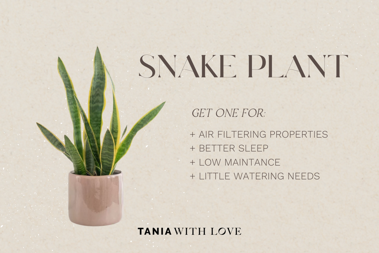 snake plant low maintenance plants that purify air