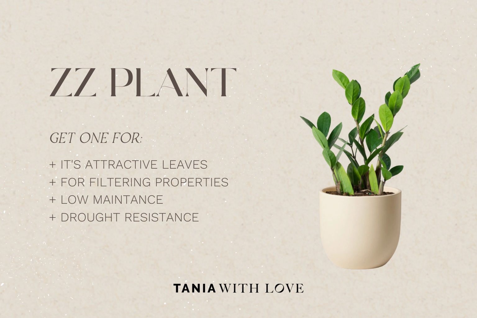 zz plant low maintenance plants