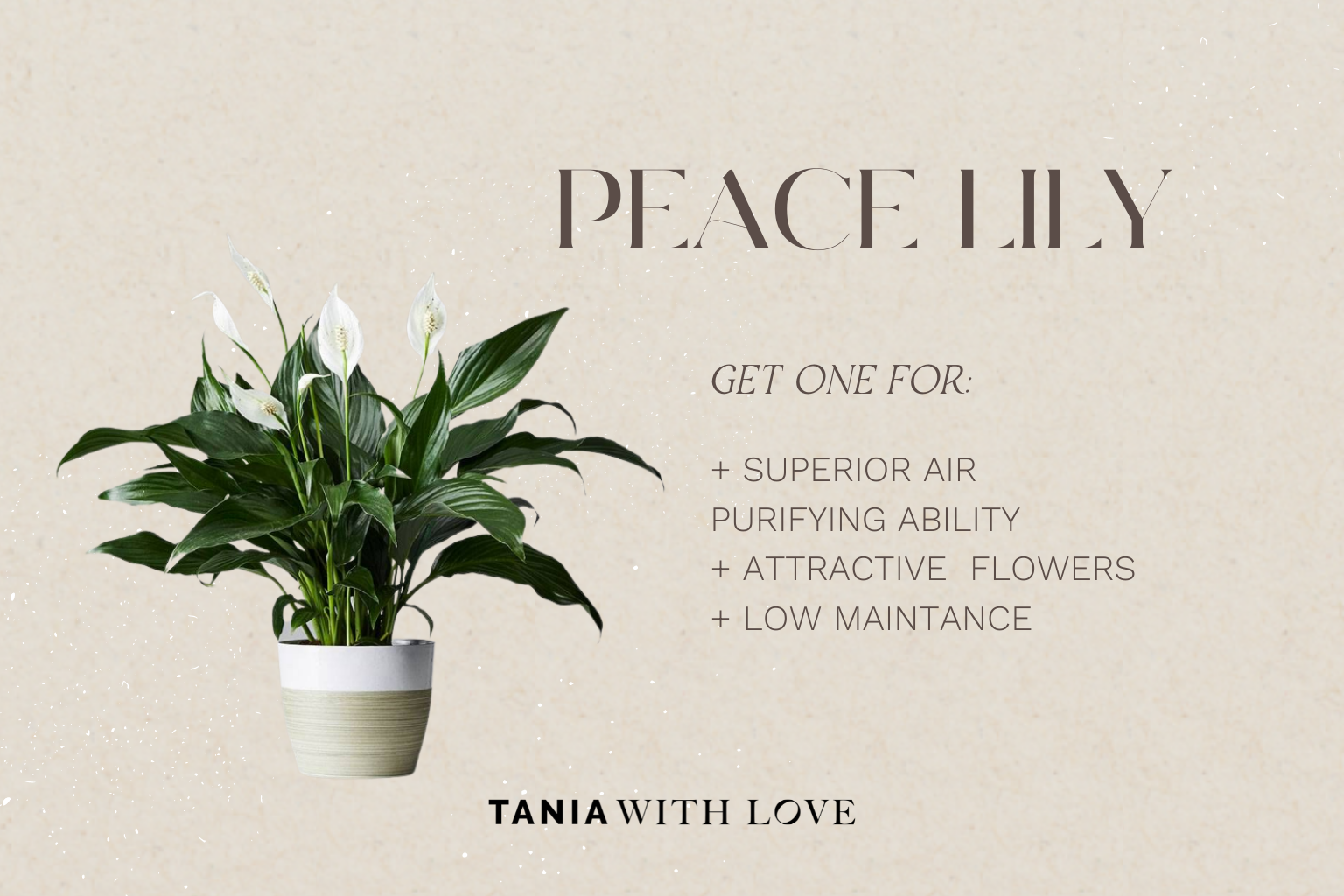peace lily low maintenance plants that purify air