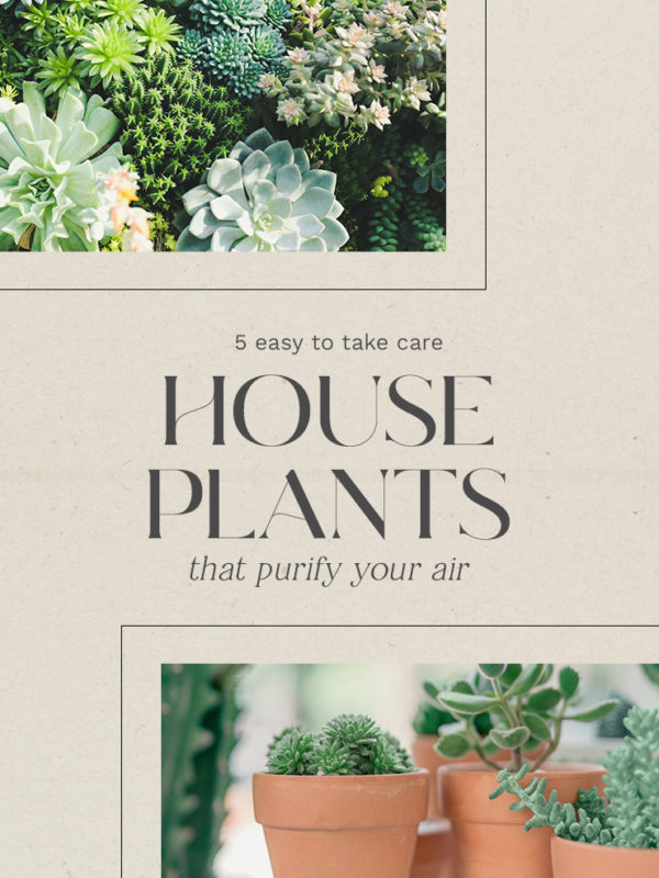 5 Easy to Take Care House Plants That Purify Your Air