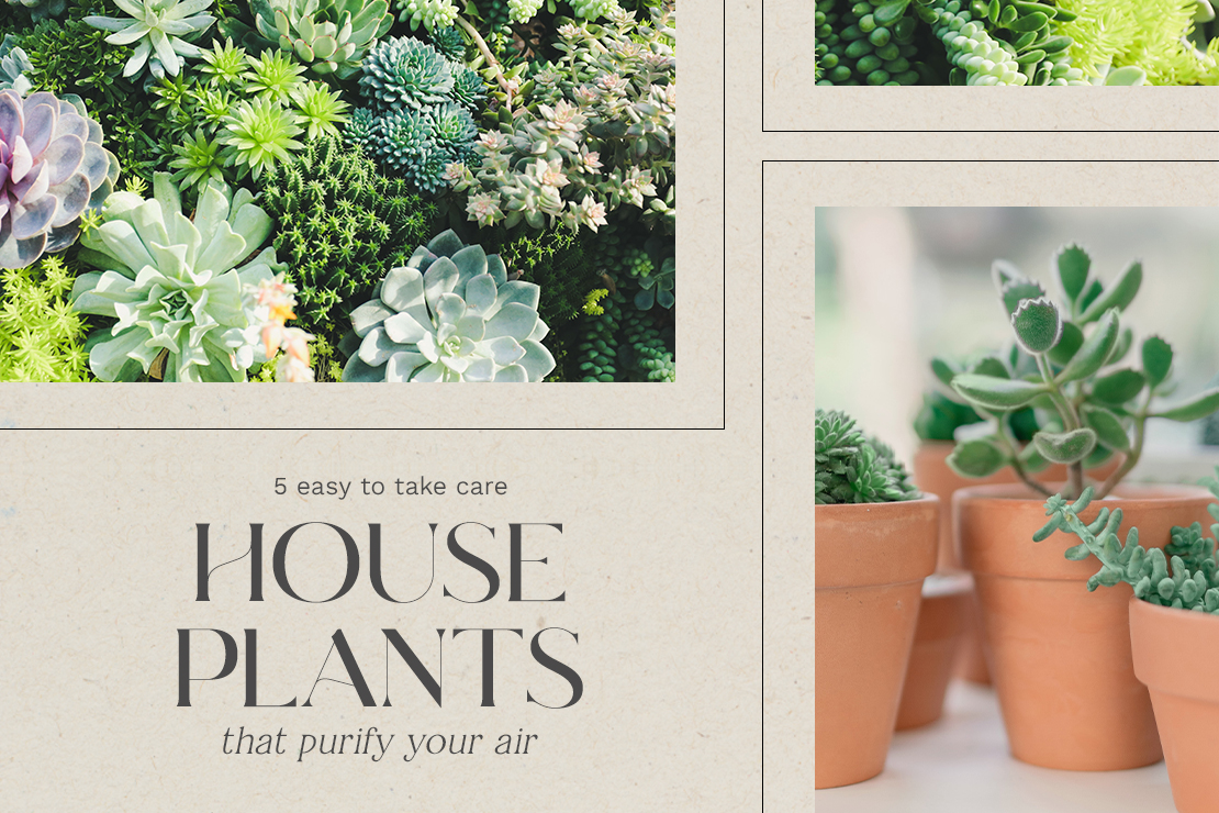 5 Easy to Take Care House Plants That Purify Your Air