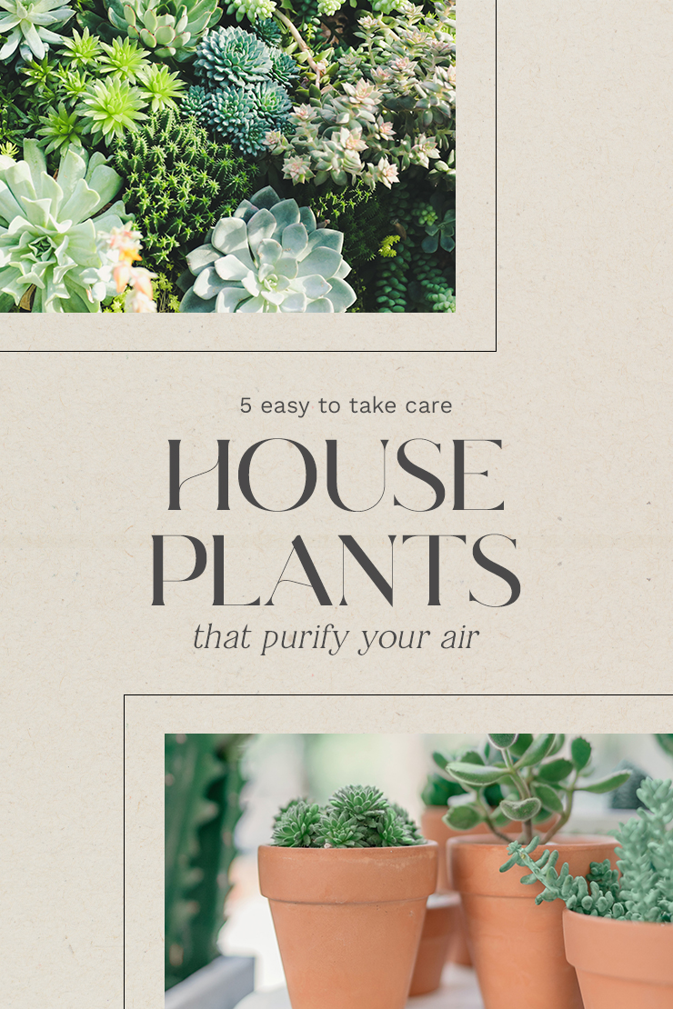 5 Easy to Take Care House Plants That Purify Your Air