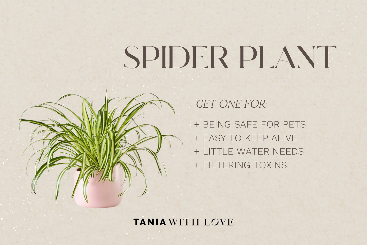 spider plant low maintenance plants that purify air